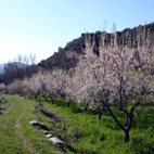 Almond blossam in the valley